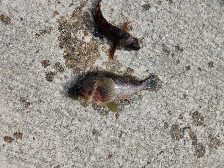 ひさしぶりの淡路島