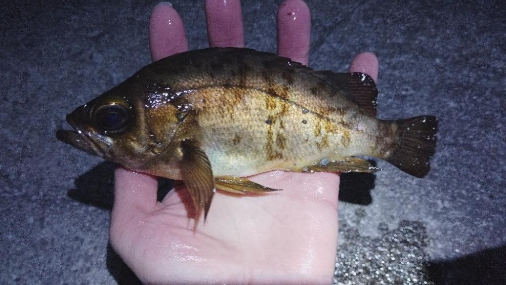 久しぶりのメバル