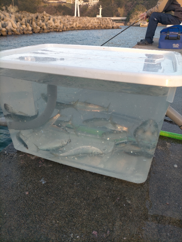 良型マイワシたくさん