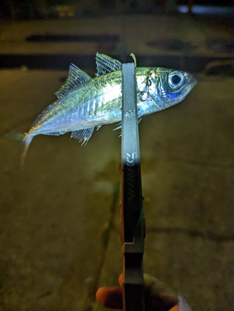 陸っぱり釣行記