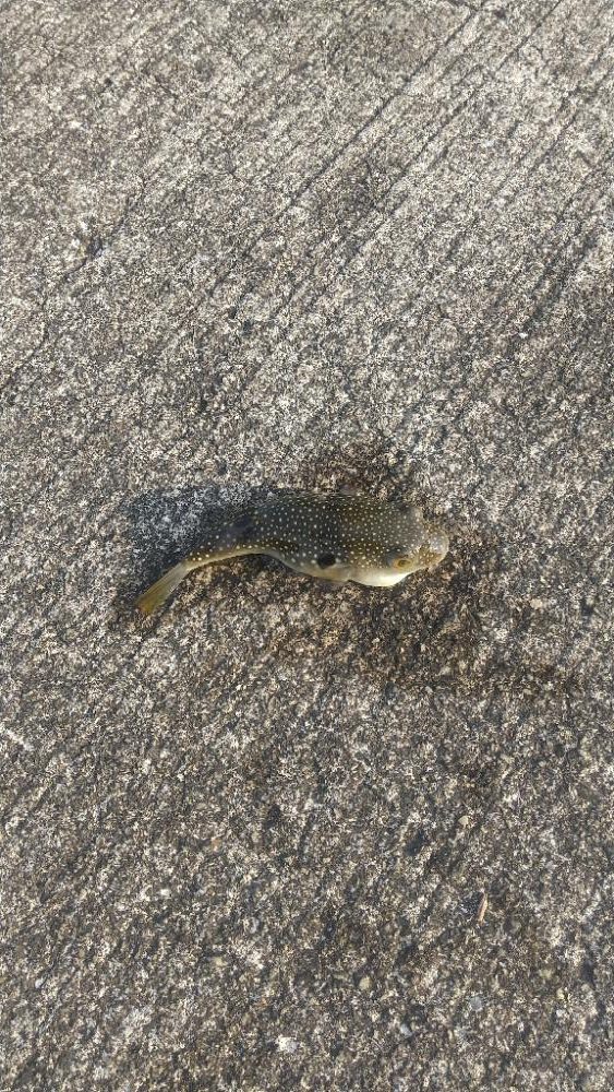 フグしかいない…