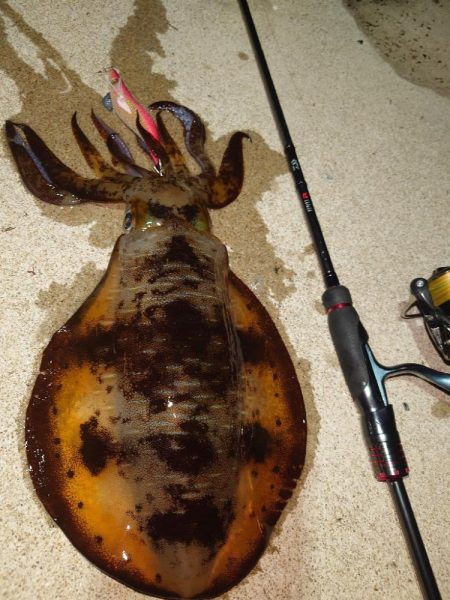 凪エギングIN対馬