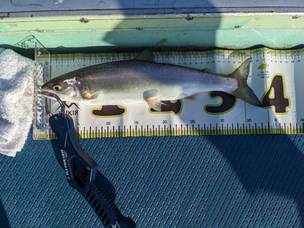 ビワマストローリング