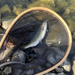 今年、初エリアトラウト!