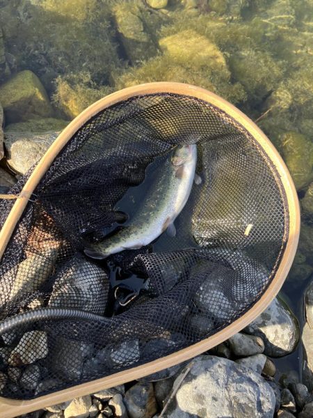 今年、初エリアトラウト！