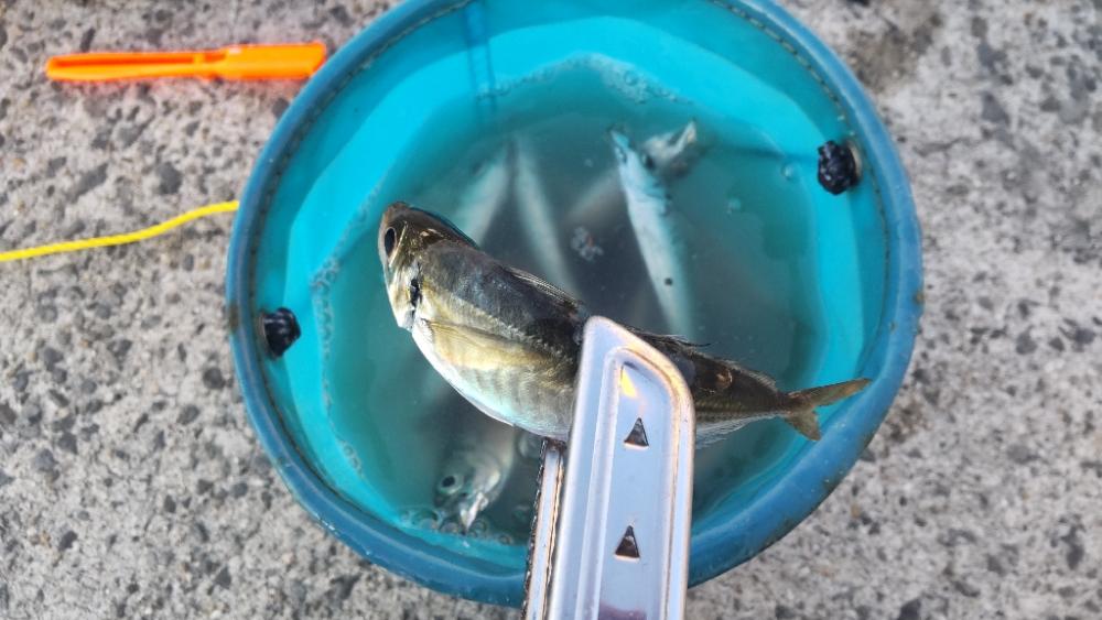 イワシが釣れてると聞いて