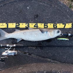 夕暮れのプチsalt water game