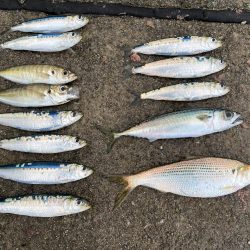サビキ釣りで良型サイズのマイワシが大量に釣れる！！