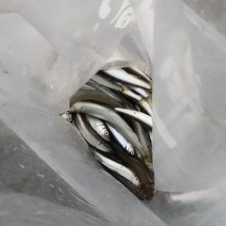 稚鮎～やり直し