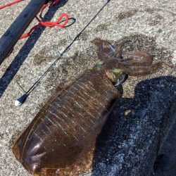 昨年末以来のヤエンでアオリイカGET♪