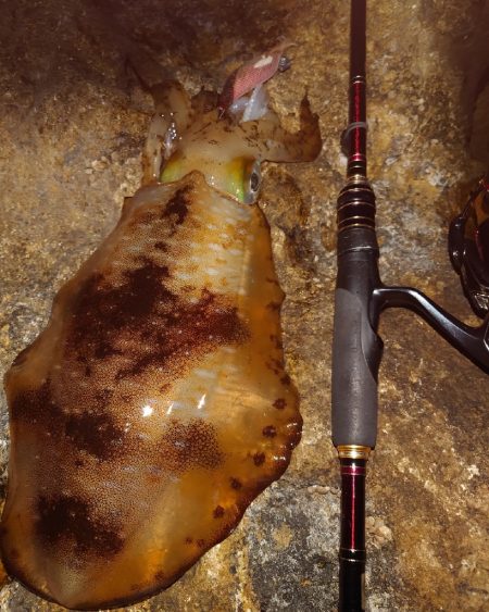 凪エギングIN対馬