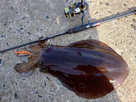 エギングレクチャーIN対馬