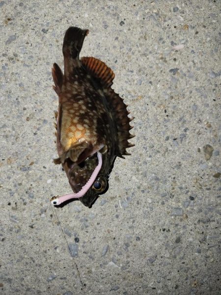 何も釣れなかったのでムラソイに遊んでもらっ…