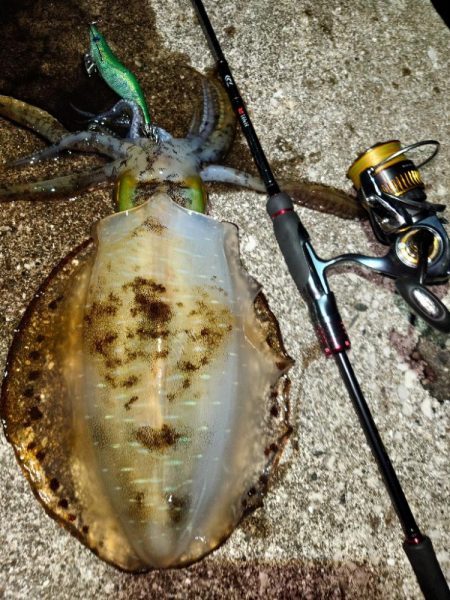 闇夜エギングIN対馬