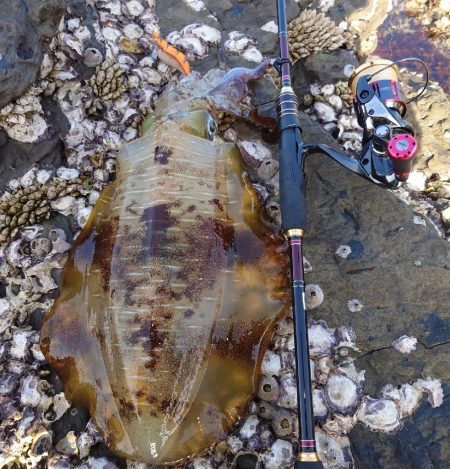 凪エギングIN対馬