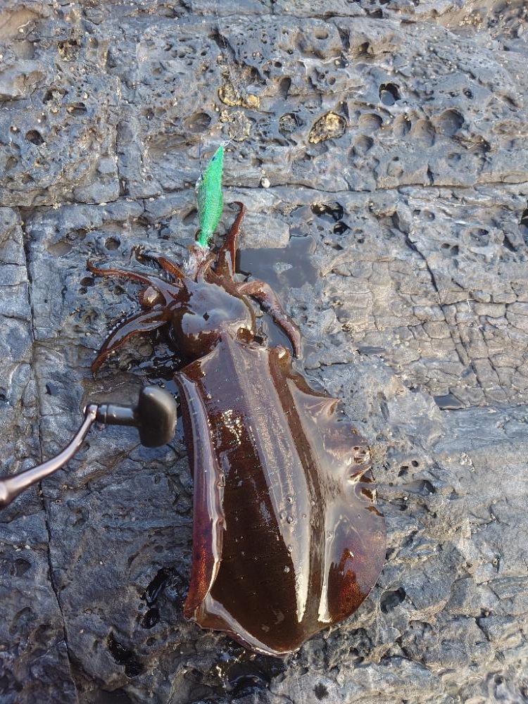 凪エギングIN対馬