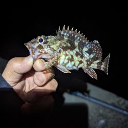 陸っぱり釣行記
