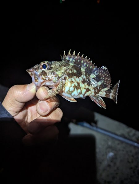 陸っぱり釣行記