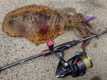 雨前エギングIN対馬