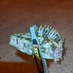 初場所の難しさ