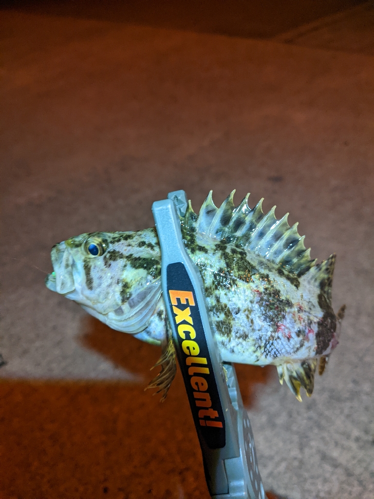 初場所の難しさ