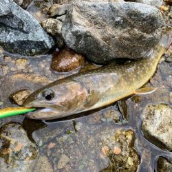 連日渓流釣り