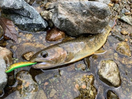 連日渓流釣り