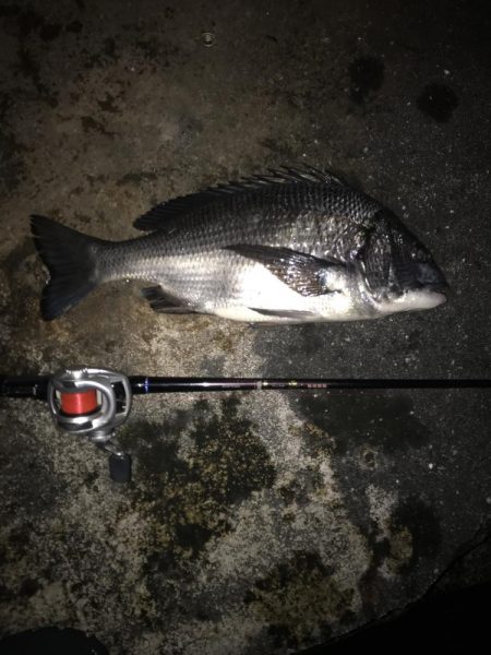 チヌと遊ぶ