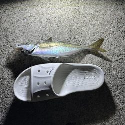 アジちゃんかわいい〜