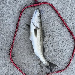 その日のアタリルアー