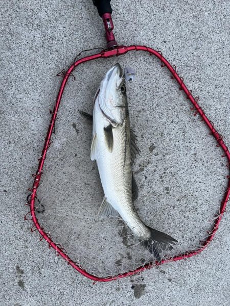 その日のアタリルアー