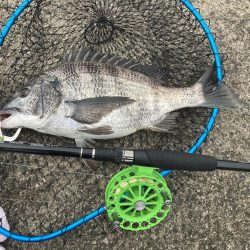 またもや一枚のみ