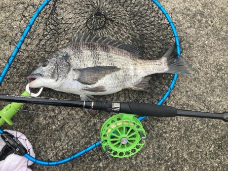 またもや一枚のみ