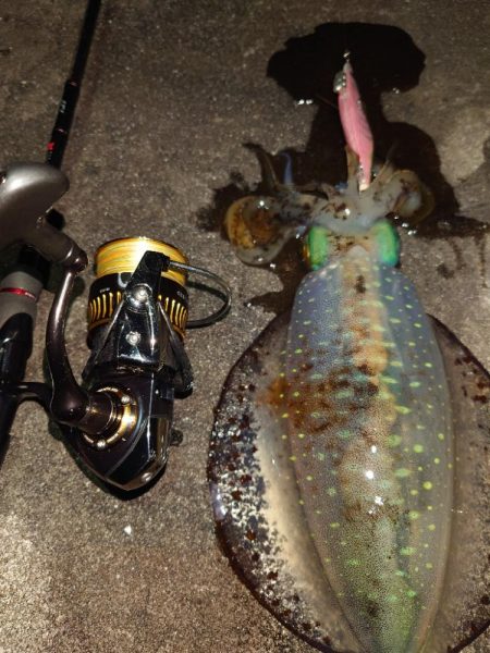 爆風エギングIN対馬