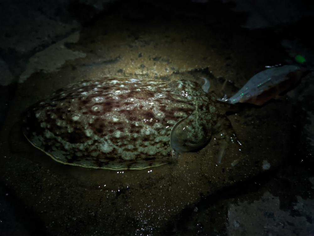 ガチンココウイカ狙い