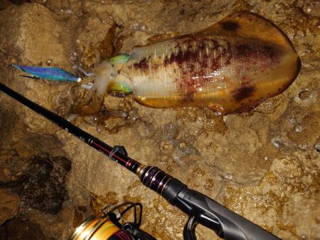 凪エギングIN対馬