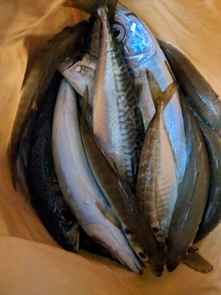 季節はずれの鯖