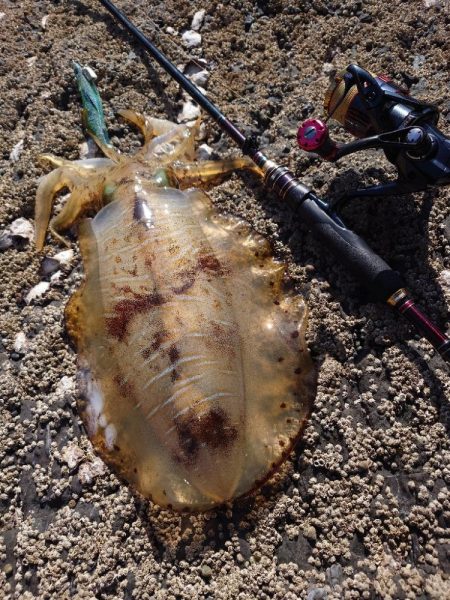 デイエギングIN対馬