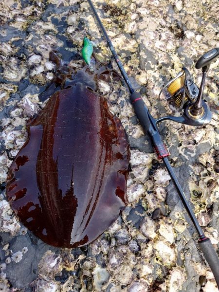 磯ランガンエギングIN対馬