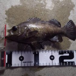 メバル　渋いですね