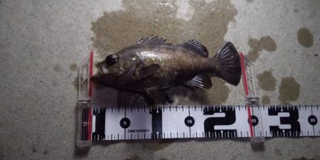 メバル　渋いですね