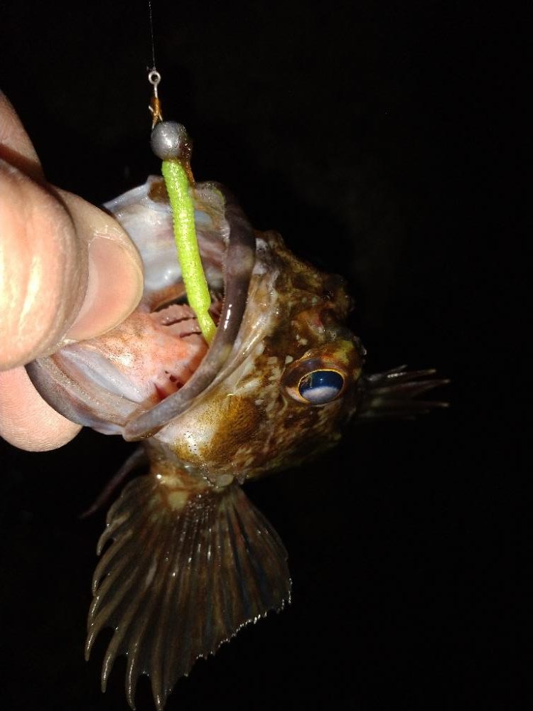 ちょい釣り20230303