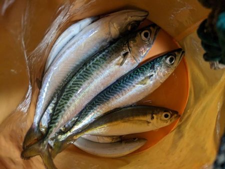 さば、あじ、さっぱ