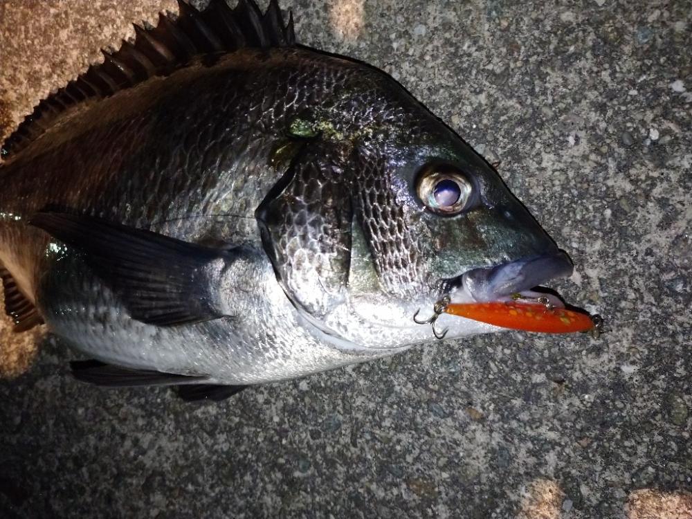 メバルプラギッング？