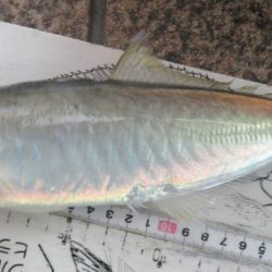 唯一の獲物…尺アジGET♪