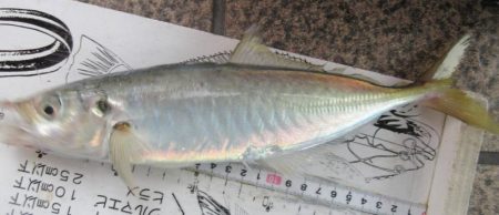 唯一の獲物…尺アジGET♪