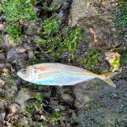 今年初フィッシュ