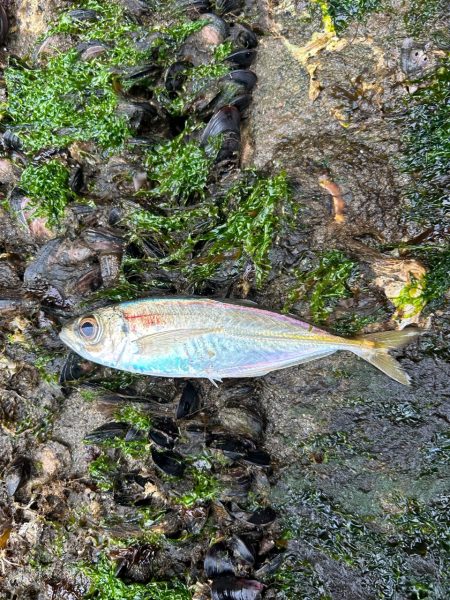 今年初フィッシュ