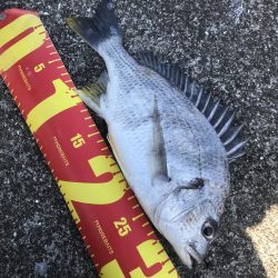 春のチニング調査