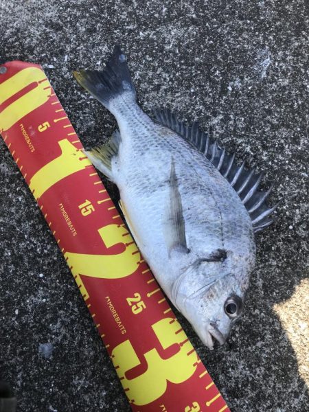 春のチニング調査